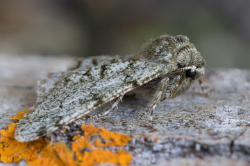 phygalia pilosaria up close, perched on the bark of a tree.