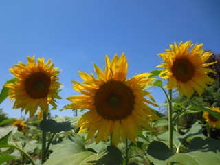 Obraz premium field of sunflowers