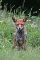 Wild red fox