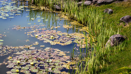 Yellow lilies in the city pond