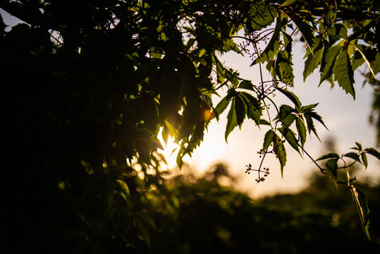 Grapewine leaves silhouette with bright sun light in the background. Leaves of grape with the sunset on the second plan.