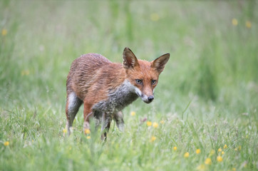 Wild red fox