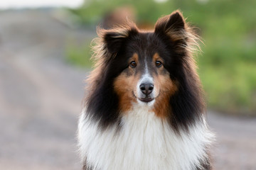 Cute Shetland Sheepdog Happy Outside