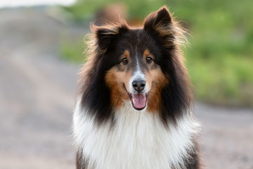 Cute Shetland Sheepdog Happy Outside