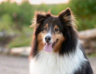 Cute Shetland Sheepdog Happy Outside