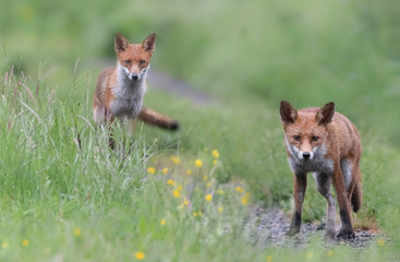 Wild red fox