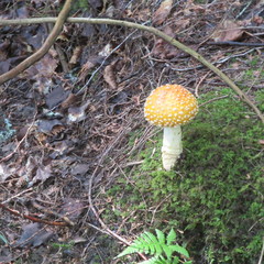 mushroom in the forest