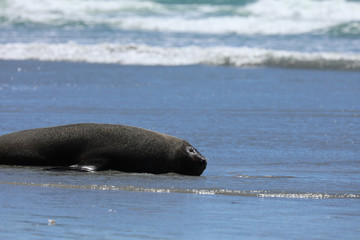 Naklejka premium Robben am Strand in Neuseeland