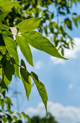 Maple leaves backlit by the sun in summer day close up (acer negundo)