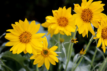 Arrowleaf Balsamroot 