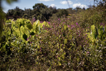 field of flowers