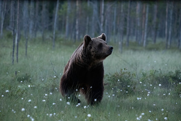 Naklejka na ściany i meble wild bear in finland forest in summer