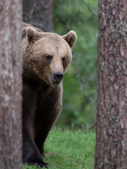 Fototapeta premium wild bear in finland forest