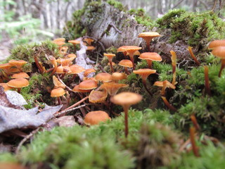 mushrooms in moss