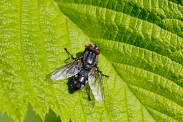 Fliege