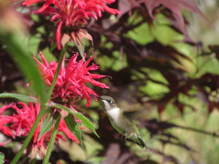 hummingbird and flower