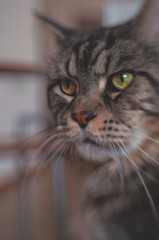 portrait of a maine coon cat