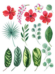 Fototapeta premium tropical plant