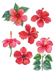 Zelfklevend Fotobehang Tropische planten tropische plant