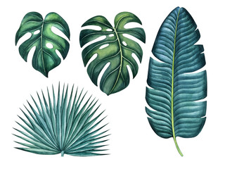 Fototapeta na wymiar Tropical leaves set, botanical illustration, floral element design. Watercolor hand drawn exotic tropical leaves. Can be used as print, package design, element design, invitations, greeting card.