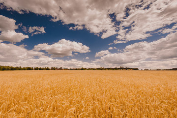 Wheat field under the beautiful blue summer sky with clouds. Rural landscape.