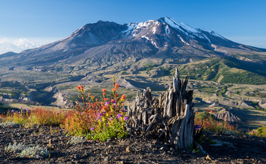 Mt. St. Helens in Full Bloom