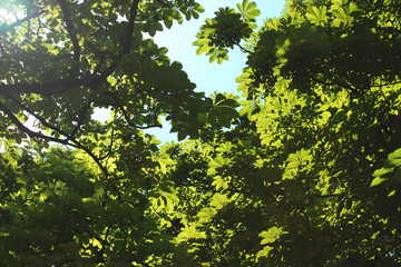 Large chestnut tree. A lot of chestnut leaves from above against the sky and sunlight. Green bright natural photo background