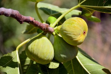 Higos madurando en el árbol en verano