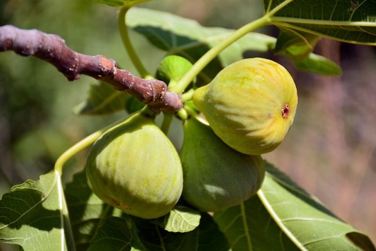 Higos madurando en el &aacute;rbol en verano