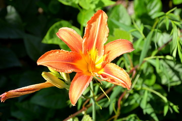 Nice flowers in the garden in midsummer, in a sunny day. Green landscape