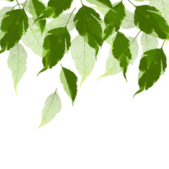 Beautiful background with leaves. Vector illustration.