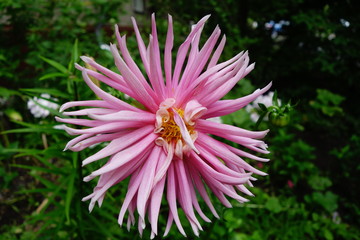 Obraz premium Pink flower by the side of an old apartment building