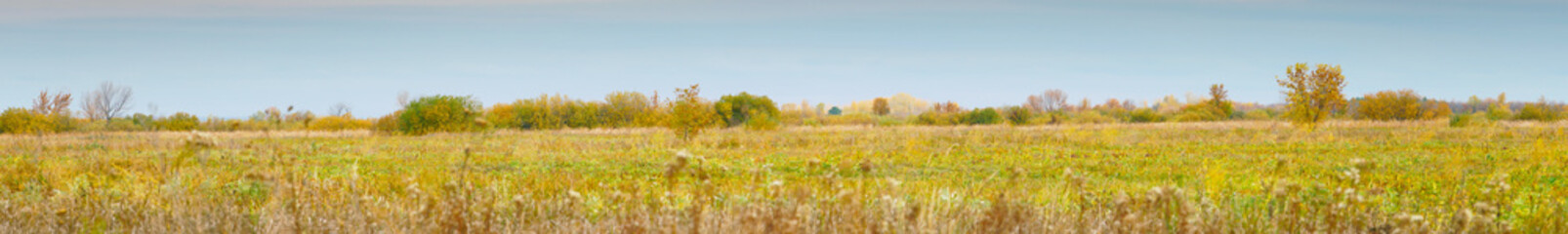 Fototapeta premium Panorama of a large autumn meadow on cloudy day