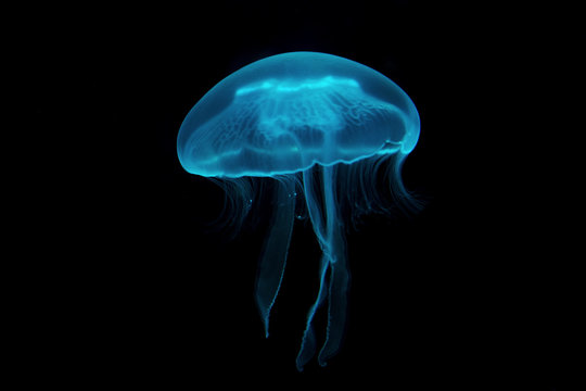 jellyfish in water