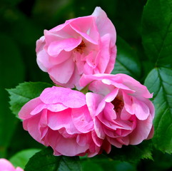 Obraz premium Nice flowers in the garden in midsummer, in a sunny day. Green landscape