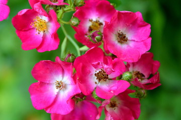 Nice flowers in the garden in midsummer, in a sunny day. Green landscape