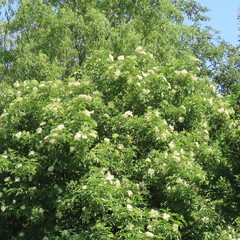 Sambucus, white flowers of the elderberry bush,