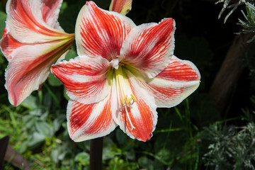 Wayside blooming amaryllis at the Levada do Canical near Machico on the Island of Madeira.