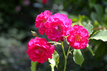 Nice flowers in the garden in midsummer, in a sunny day. Green landscape