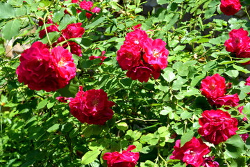 Nice flowers in the garden in midsummer, in a sunny day. Green landscape - Powered by Adobe