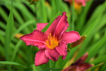 flower of daylily