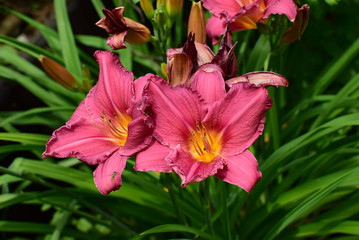 flower of daylily in the garden
