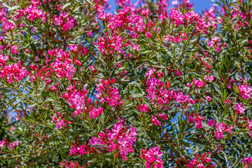 Pink flowers blooming in Croatia