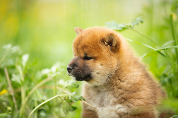 Cute and lovely red shiba inu puppy sitting in the green grass in summer