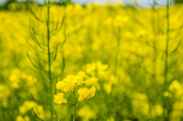 Obraz premium yellow field with mustard cider