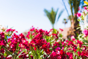 Obraz premium Blooming pink oleander flowers in garden. Selective focus. Copy space. Blossom spring, exotic summer.