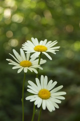 Wild flowers - daisies on the field (Leucanthemum vulgare)