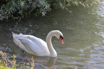 Mute swan (Cygnus olor) swimming in blue water with reflection.