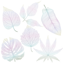 Set leaves. Vector illustration.