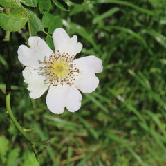 white roses in the summer in the green garden